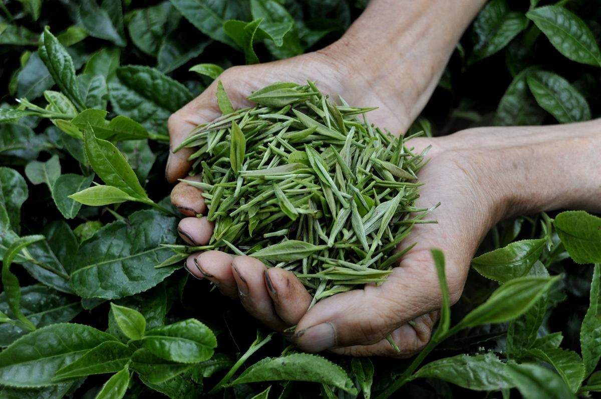 識(shí)茶筆記 六大茶類(lèi)之黃茶篇（一）——探尋那抹“金鑲玉”的獨(dú)特韻味