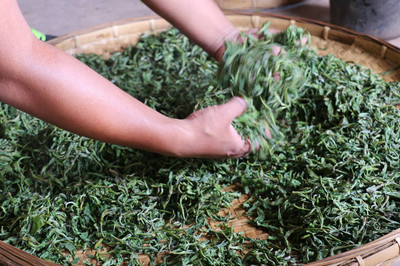 滇紅茶香韻天成 探秘云南紅茶的匠心制作工藝